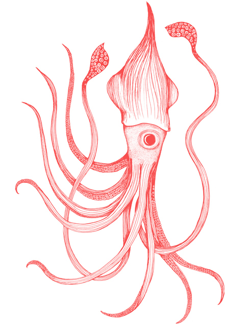 Squid 
